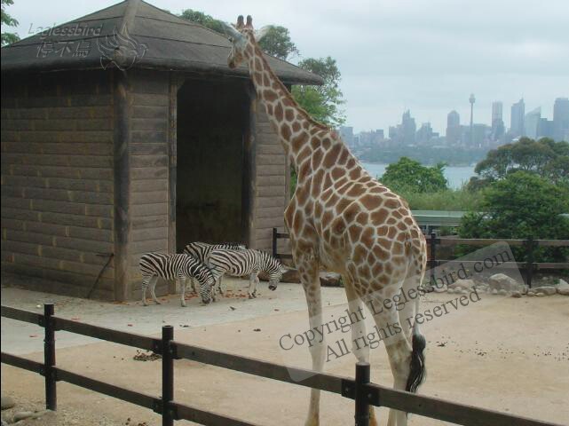 TarongaZoo22
