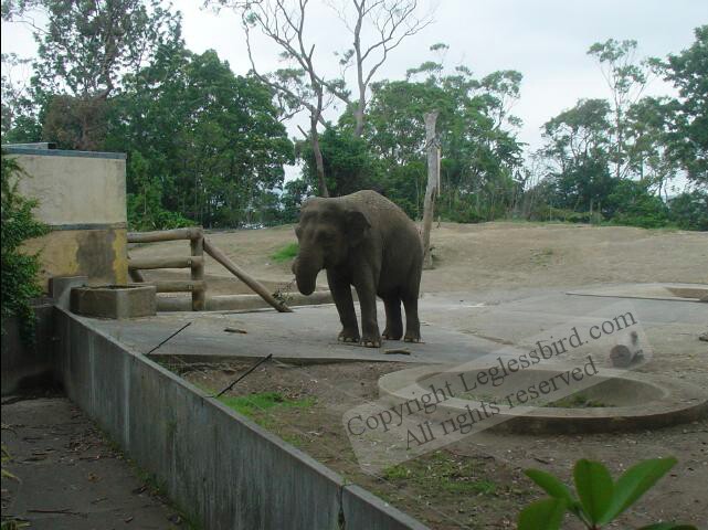 TarongaZoo27
