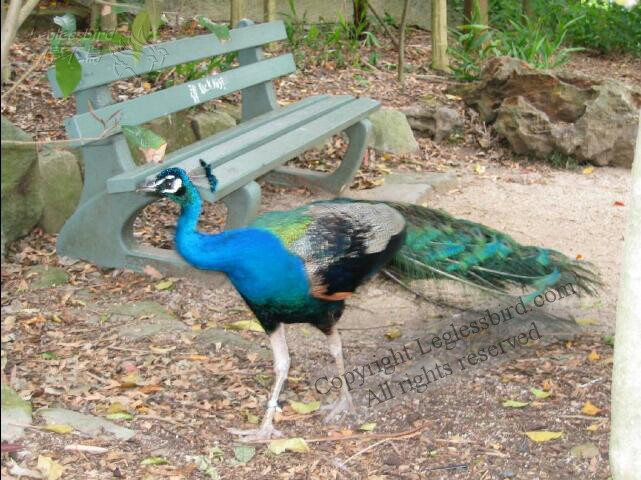 TarongaZoo46