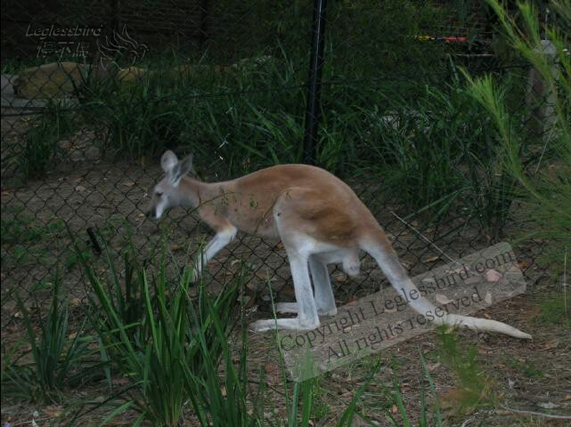 TarongaZoo55