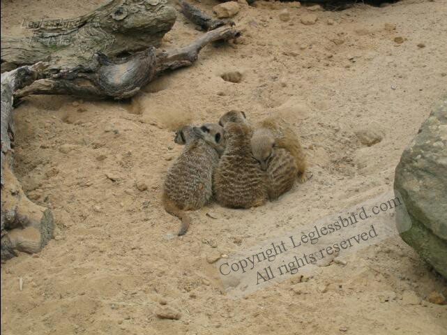 TarongaZoo57