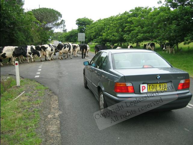 TheCow02