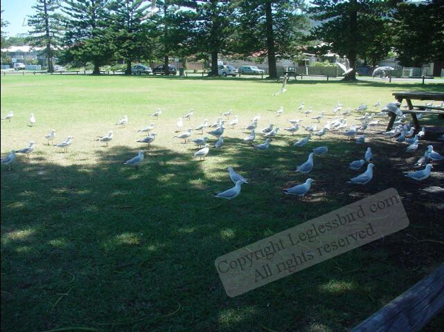 Thirroul1