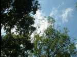 BotanicalGarden08