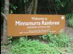 MinnamurraRainforest01