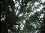 MinnamurraRainforest06