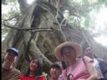 MinnamurraRainforest07