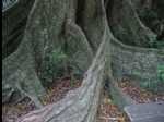 MinnamurraRainforest10
