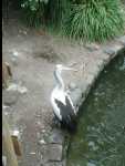 TarongaZoo02