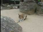 TarongaZoo05