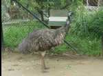 TarongaZoo07