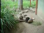 TarongaZoo10