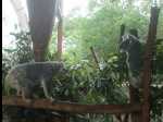 TarongaZoo15