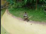 TarongaZoo17