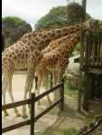 TarongaZoo19