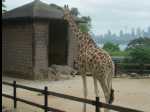 TarongaZoo22