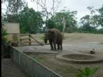 TarongaZoo27
