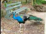 TarongaZoo46