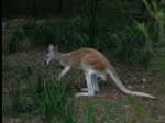 TarongaZoo55