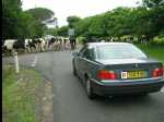TheCow02