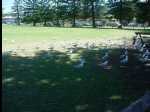 Thirroul1